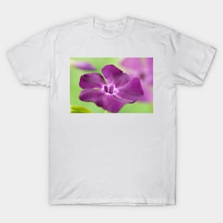 Vinca minor  &#39;Atropurpurea&#39;   AGM  Dark purple-flowered periwinkle  Syn.  Vinca minor &#39;Purpurea&#39;  Vinca minor &#39;Rubra&#39; T-Shirt